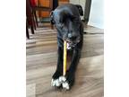 Adopt Oscar a Black Border Terrier / Terrier (Unknown Type