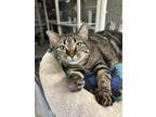 Adopt Murphy a Tan or Fawn Tabby Domestic Shorthair (short coat) cat in