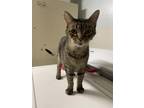 Adopt Tigger a Tan or Fawn Tabby Domestic Shorthair (short coat) cat in
