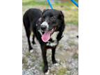 Adopt Sadie a Black - with White Border Collie / Retriever (Unknown Type) dog in