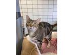 Adopt Skittles a Tan or Fawn Tabby Domestic Shorthair (short coat) cat in