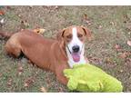 Adopt Vestus a Red/Golden/Orange/Chestnut - with White Beagle / Mixed dog in