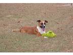 Adopt Wana a Tricolor (Tan/Brown & Black & White) Boxer / Hound (Unknown Type) /