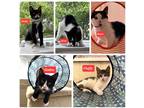 Adopt Mimi’s babies a Black & White or Tuxedo Domestic Shorthair (short coat)