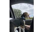 Adopt Boots a Black - with Tan, Yellow or Fawn Beagle / Mixed dog in Kingsville
