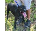 Adopt Tonie a Black Labrador Retriever / Mixed dog in Tioga, LA (39750775)