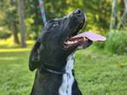 Adopt Kona a Labrador Retriever / Dalmatian dog in WATERLOO, IN (38810902)