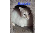 Adopt Razzle a Spotted Tabby/Leopard Spotted Domestic Shorthair / Mixed cat in