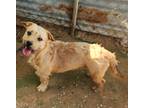 Adopt Ginger aka Crackle a Australian Terrier / Cairn Terrier dog in San
