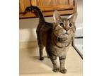 Adopt Raoul a Brown Tabby Domestic Shorthair (short coat) cat in Poplar Grove