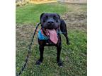 Adopt Radar a Black American Pit Bull Terrier / Mixed Breed (Medium) / Mixed