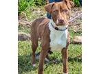 Adopt Tzalmon a Brindle American Pit Bull Terrier / Mixed Breed (Medium) / Mixed