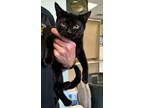 Adopt Starling a All Black Domestic Shorthair / Mixed Breed (Medium) / Mixed