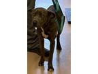 Adopt Fat a Brindle Terrier (Unknown Type, Medium) / Mixed Breed (Medium) /