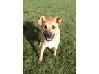 Adopt Charlie a Tan/Yellow/Fawn German Shepherd Dog / Mixed Breed (Medium) /