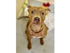Adopt Cadence a Brindle American Pit Bull Terrier / Vizsla / Mixed (short coat)
