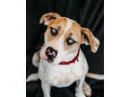 Adopt Blue a Black Catahoula Leopard Dog / Mixed Breed (Medium) / Mixed (short