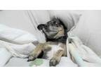 Adopt Henriette-URGENT a Black - with Tan, Yellow or Fawn Miniature Pinscher /