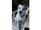 Adopt ALICE-Special Needs a White - with Tan, Yellow or Fawn Jack Russell