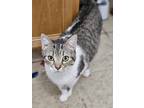 Adopt Phoenix a Brown Tabby British Shorthair (short coat) cat in Acton
