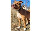 Adopt REBEL a American Pit Bull Terrier / Labrador Retriever / Mixed dog in