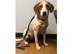 Adopt ASTER a Hound (Unknown Type) / Beagle / Mixed dog in Norwich