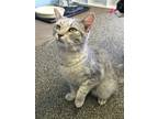 Adopt MISTY BLU a Gray, Blue or Silver Tabby Domestic Shorthair / Mixed (short