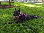 Adopt Raiderette a Black - with White Pit Bull Terrier / Mixed dog in Wahiawa