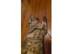 Adopt PJ a Spotted Tabby/Leopard Spotted Domestic Shorthair / Mixed cat in