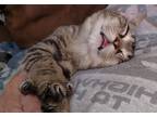 Adopt Tabbilou a Brown Tabby Domestic Shorthair (short coat) cat in Irwin