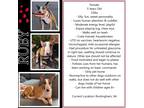 Adopt Ruby a Red/Golden/Orange/Chestnut - with White Bull Terrier / Mixed dog in