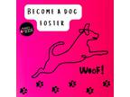 Adopt Dog/Puppy Foster a Mixed Breed (Medium) / Mixed Breed (Medium) dog in