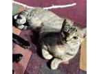 Adopt Lola & Lyly a Gray, Blue or Silver Tabby Domestic Shorthair (short coat)