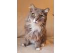 Adopt Reign a Gray or Blue (Mostly) Domestic Longhair (long coat) cat in