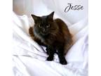Adopt Jesse a Domestic Longhair / Mixed (long coat) cat in Nashville