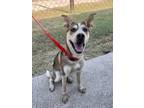 Adopt Honey a Black - with Tan, Yellow or Fawn Shepherd (Unknown Type) / Mixed