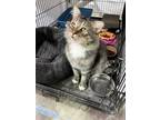 Adopt Dolph a Gray, Blue or Silver Tabby Domestic Longhair (long coat) cat in