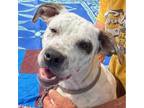 Adopt Marley a White - with Black American Pit Bull Terrier / Staffordshire Bull
