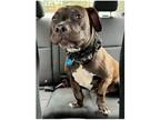 Adopt Stubbz a Black Labrador Retriever / Basset Hound dog in Greenbelt