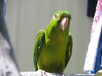 Adopt Mato a Conure bird in Elizabeth, CO (39571472)