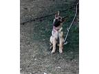 Adopt Iris (Linda's) a Tan/Yellow/Fawn - with Black German Shepherd Dog / Mixed