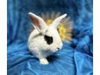 Adopt Frank 1/2 off SALE a White English Spot / Mixed (short coat) rabbit in