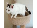 Adopt Mia a Domestic Shorthair / Mixed (short coat) cat in Fayetteville