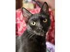 Adopt Miss Reggie a All Black Bombay (short coat) cat in Acton, CA (39719134)