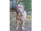 Adopt Raza a Tan/Yellow/Fawn American Pit Bull Terrier / Mixed (short coat) dog