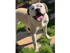 Adopt Unknown a Tan/Yellow/Fawn - with White Staffordshire Bull Terrier / Mixed