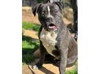 Adopt Galaxy a Black - with White Staffordshire Bull Terrier / Mixed dog in