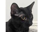 Adopt Moxie a All Black Domestic Shorthair (short coat) cat in Dundee