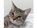 Adopt Fig a Brown Tabby Domestic Shorthair (short coat) cat in Dundee