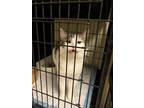 Adopt Strudel a Brown Tabby Domestic Shorthair cat in Whiteville, NC (39710278)
